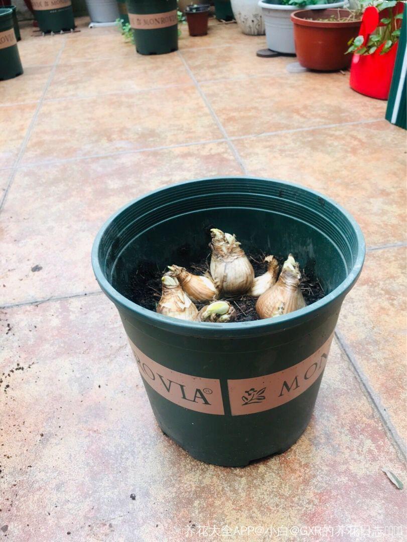 这花真能开,4个球开出28朵花,一颗就能开爆盆!