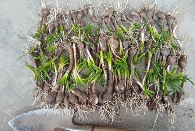 开花|葱兰怎么养才能开花更多?剪一剪,一下开出几十朵花