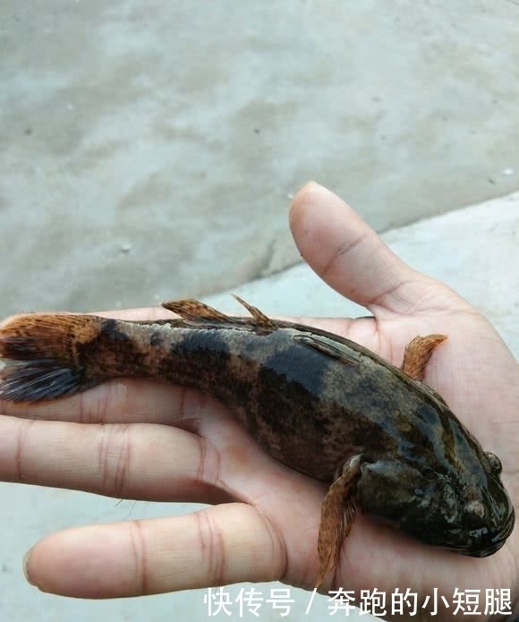 水电站下钓获一群“大嘴黑鱼”,老乡:新安江最好吃的鱼