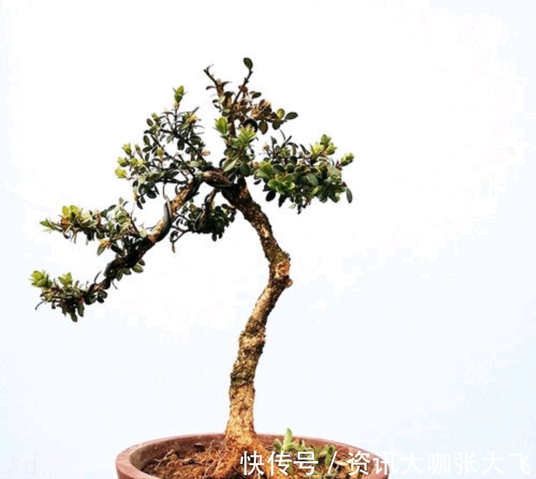 珍珠黄杨产在哪里?为何受人青睐?怎样养护?