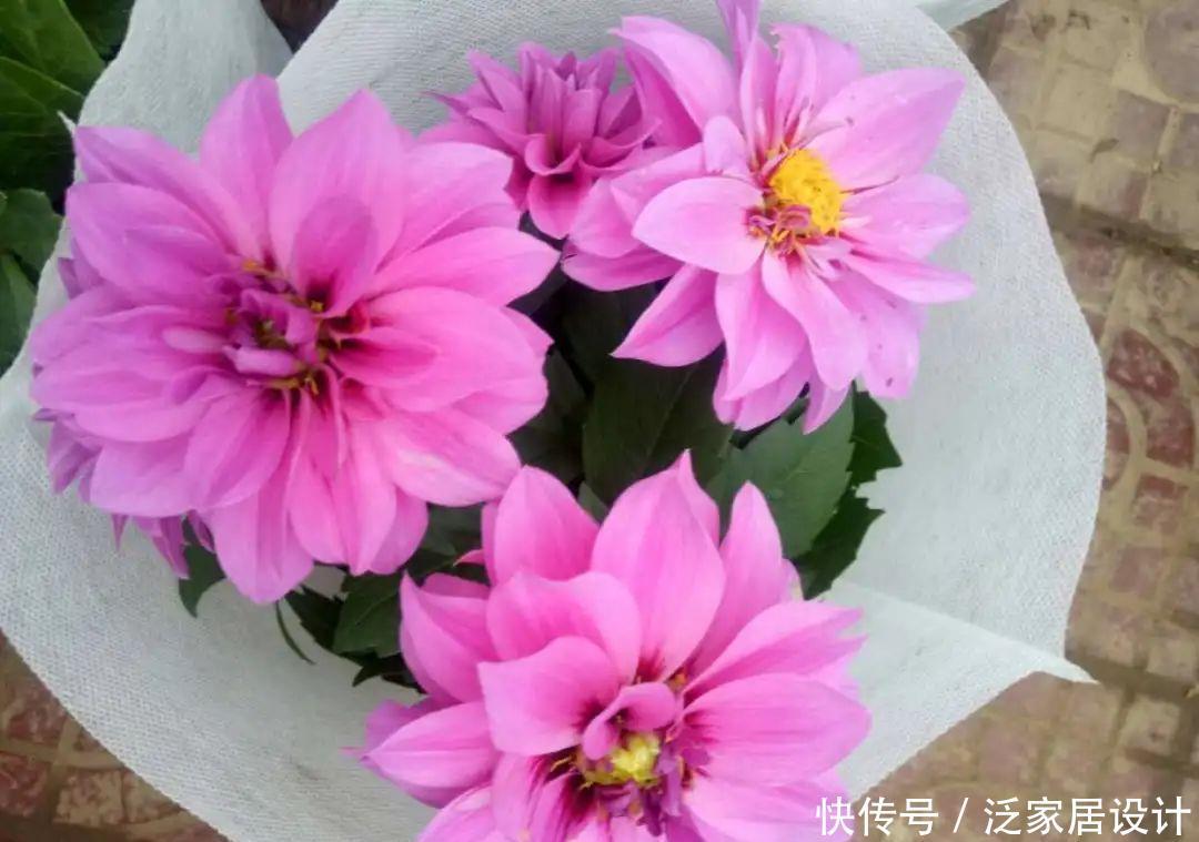 养花技巧:冬天最娇气的9种花,不要随便买,养不活浪费钱