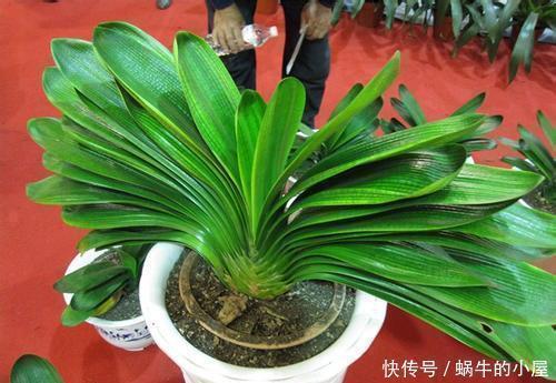 秋天|秋天养君子兰，牢记3多1少，60天冒出长剑叶，入冬花朵鲜艳