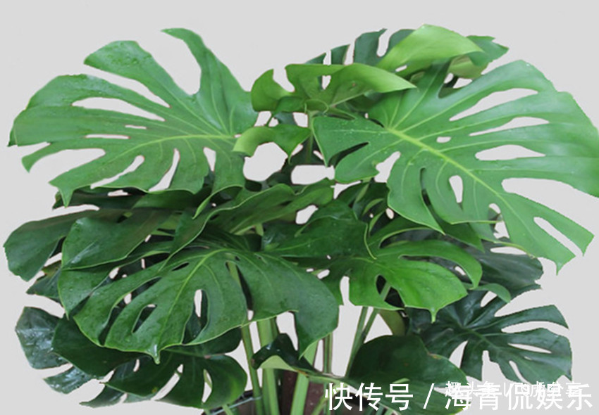 养花不会养,就养五种喜水花卉,有水就疯长