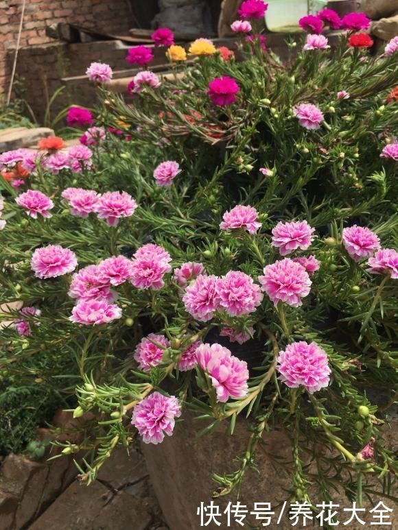 桂花树|家里有院子的一定要养这4种花,庭院秒变花园,芳香四溢