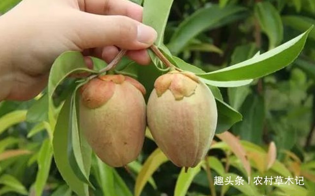 它是如此的稀少,且珍贵难得,请谨记外貌,切勿采摘花朵