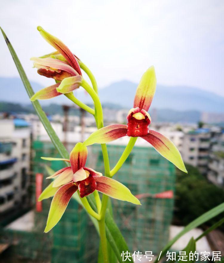 曾经千金一苗的建兰，第一红素，现普草价，花色鲜艳，兰香馥郁
