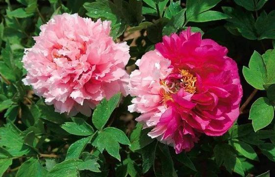 新手养花，不如养盆花中精品“二乔”，花大色艳，耐寒耐旱