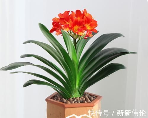 发芽|兰花和君子兰不开花、不长叶、不发芽？问题就在三点，试试吧