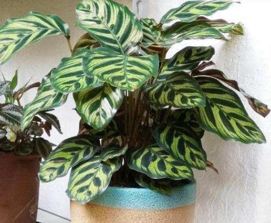 最不耐晒的3种花,养在室内才好看,搬出去一天就枯了