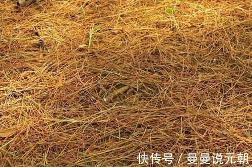 绿植|松针发酵腐熟做营养土,为什么要选择生松针,不宜选择干松针?