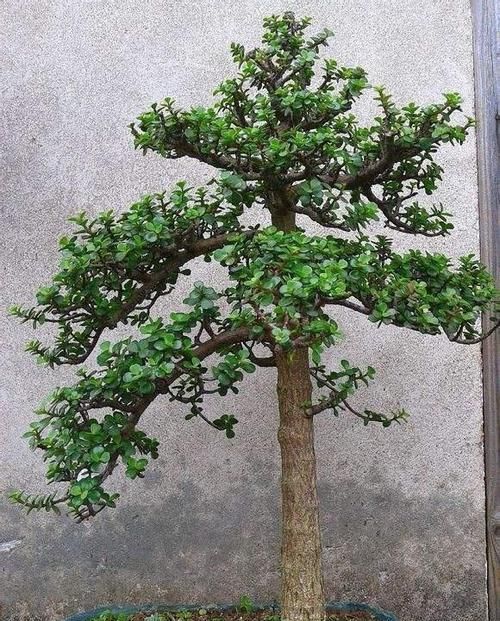  悬崖|金枝玉叶忒好养，剪2刀就变悬崖桩，镇宅还值钱