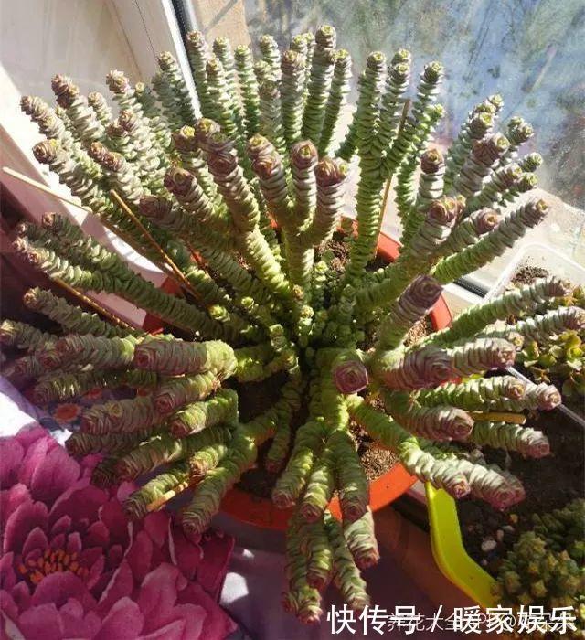 6种多肉太难养，赶紧留个种，省得每年都要重新买！