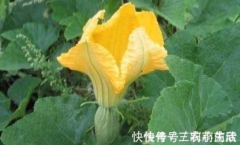 南瓜|明朝时引进的“它”，现在低价无人问津，殊不知全身都是上好野菜