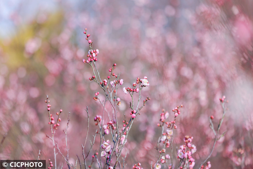 陈勇|梅花盛开春意浓