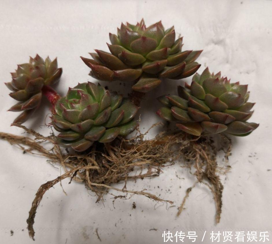 泥炭土|多肉叶子皱皱巴巴别光浇水,多半是伤根该换盆了!
