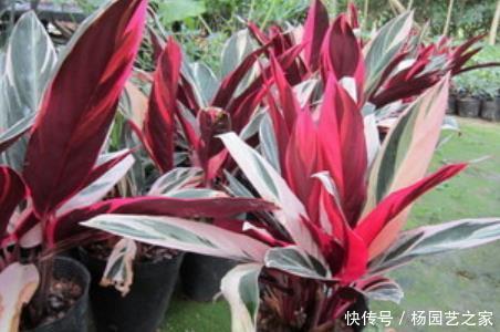 寒冷|寒冷的冬天阳台“冷清”，养5种花，叶子比花美，不开花也漂亮