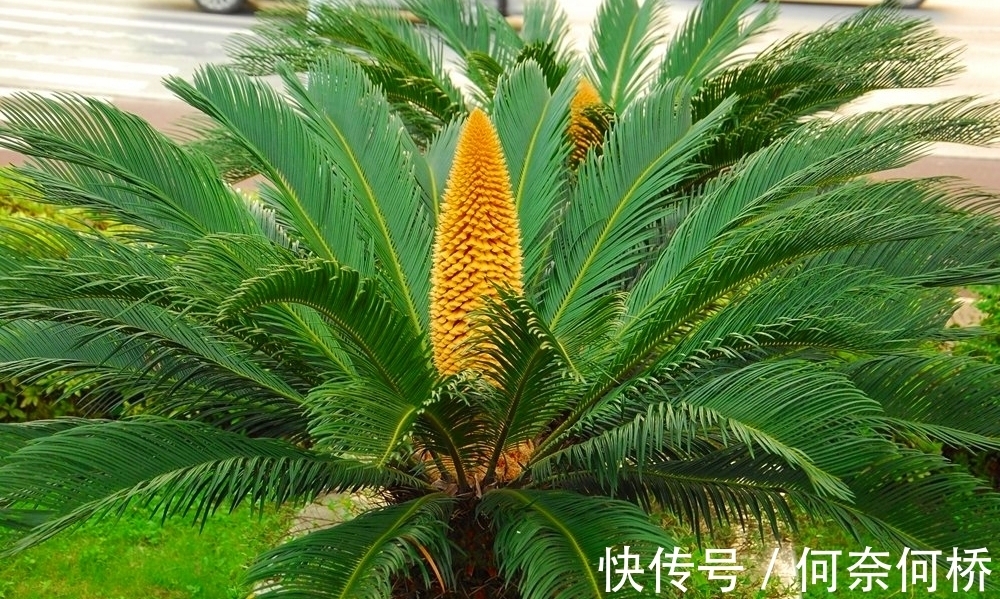 “铁树开花水倒流”，歙县徽园一株铁树开出罕见“牡丹状”粉色花