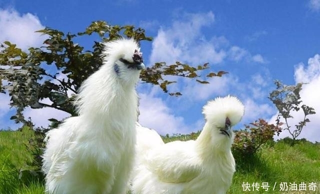 喝对|这个美颜养生汤，喝对了远离季节性燥病，价格又便宜