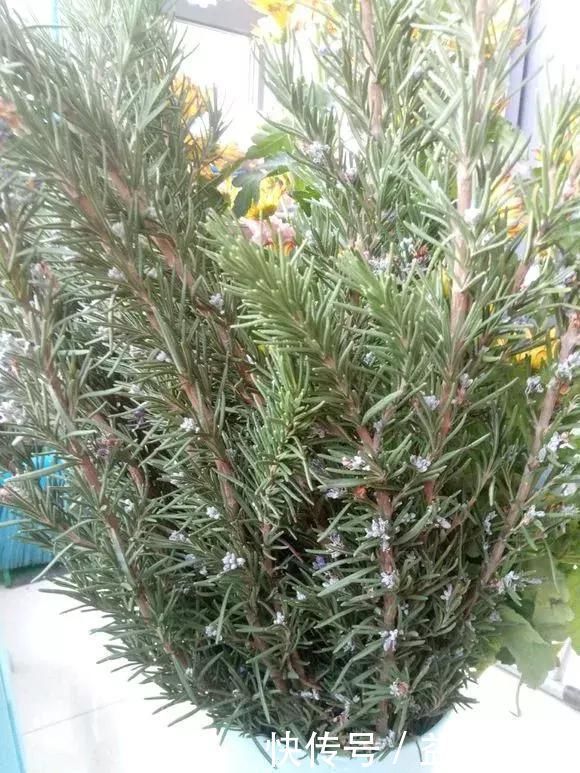 种花|5种花蚊子“不喜欢”,好看还好养,是天然蚊香,值得多养几盆