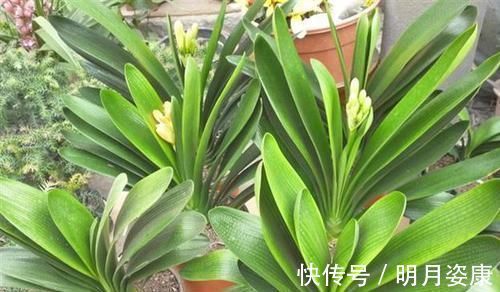 施肥|这一套养护君子兰的计划，我根本不外传，只教给你们