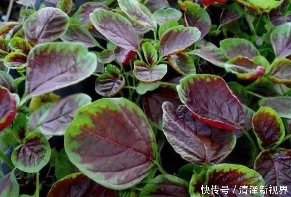 舒服|不焯水不能吃的4种蔬菜,之前很多人都没注意,难怪肠胃不舒服!