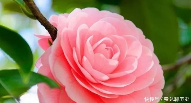 中国的十大名花,你知道几个?