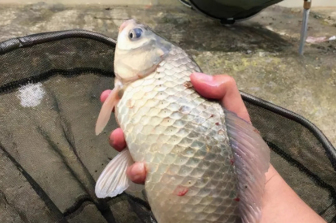 别总嫌气温低,鱼难钓!三十年老司机再次透露3大绝技,让你总能傲视群雄!