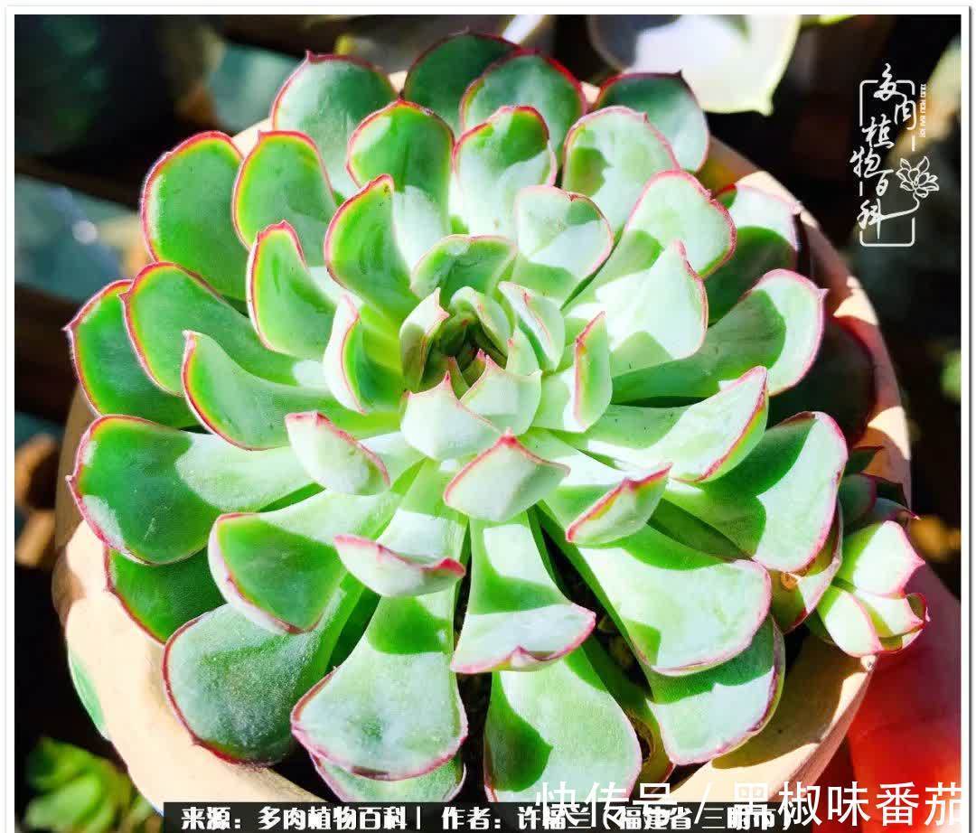 尖尖|养多肉两年,美丽与赏心悦目并存!