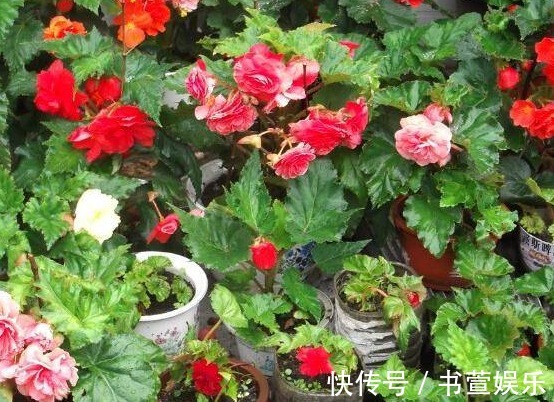 长寿花|4种花，开花漂亮、容易栽种，好养好看还招财，都有“好意头”