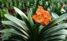 折扇|最厉害的养花营养液给君子兰喝一勺,叶片坚挺如折扇