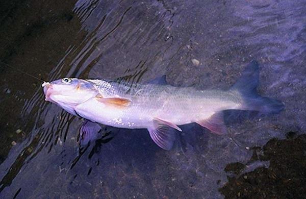 钓鱼时遇到上鱼率低，不要着急上火，试试从这些地方找原因