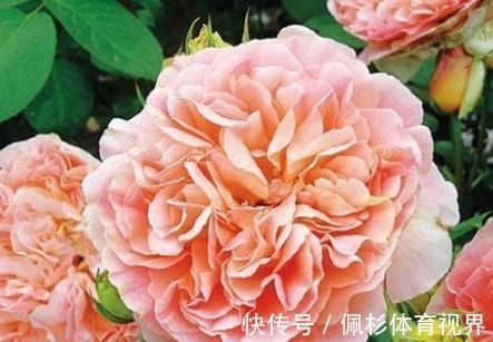 新手养花,不如养盆花中精品“戴尔巴德”,花型丰满,丰腴婀娜