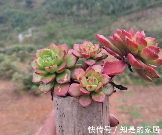 养多肉有妙招，叶子不发黄不烂根得此样做