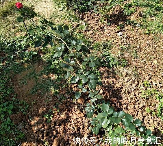 根系|同样给月季压枝,邻居的长出5根大笋芽,我的却一个不长,咋回事