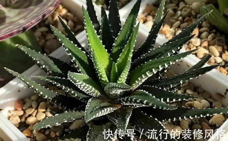 花盆|养条纹十二卷,打理好3点就不出状况,适合新人入坑练手