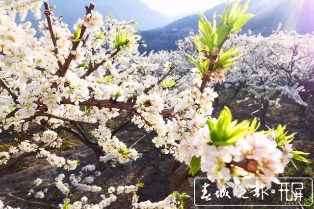 赏心悦目！玉溪元江万亩桃李花竞芬芳，踏青赏花正当时