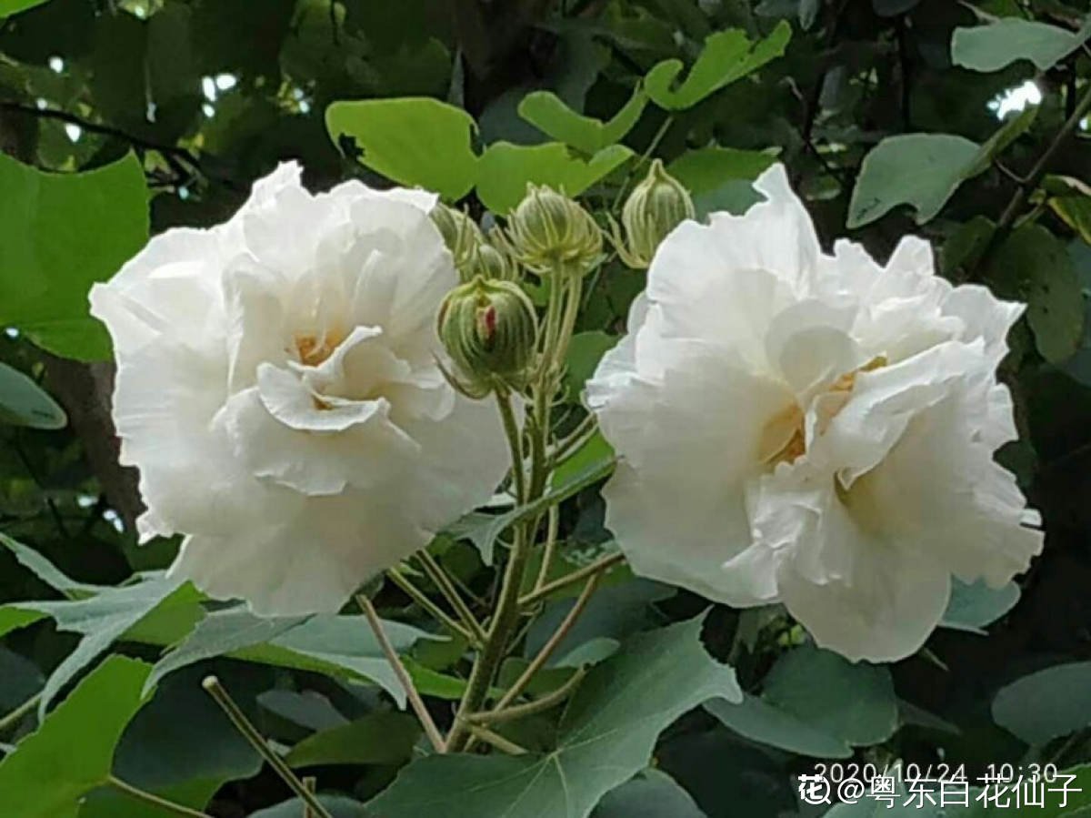 芙蓉花|这3种“芙蓉”花，你见过几种？夏去秋来都在开，美丽和诗情并存