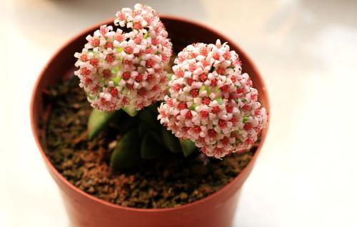 要注意多肉的6个求救信号, 看到了要行动 ,要不凉凉