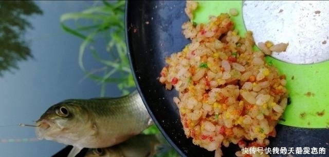 饵料|米饭粒这样用，这个夏季钓鲫鱼再也不怕小鱼闹，不信你就试试看