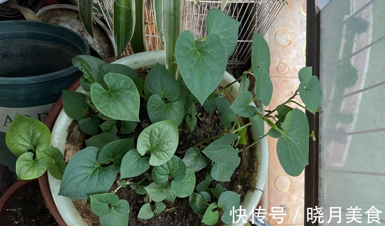 有3种绿植,很养眼又很美味,种一盆不停生长、吃不完的节奏