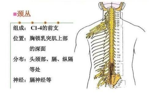 脊髓|颈椎，为何为“百病之源”！颈椎病分10级，超过2级就要注意了