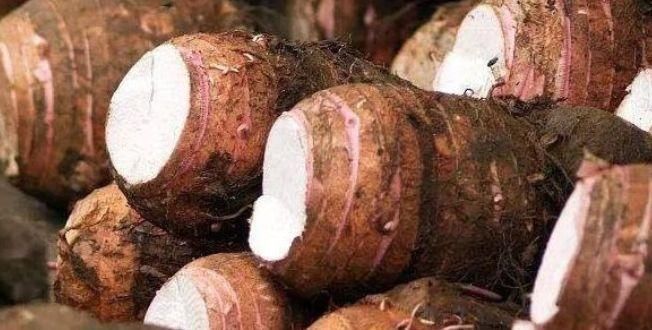 护脾王|地下人参你知道是什么吗?,真正的护脾王,养脾胃,建议老人多吃