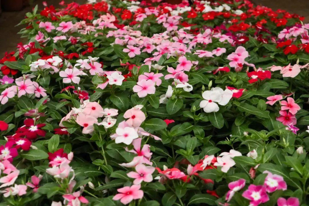 长寿花|9月后就养这些花,比绿萝好养,疯狂开花到明年!