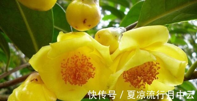 花朵|此茶花被誉为“植物黄金”,花瓣金黄,营养丰富,观赏食用两不误!