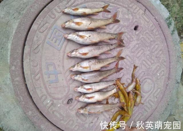 圆口|人称“水米子”，短短30年，从泛滥到稀缺，迄今无法人工养殖