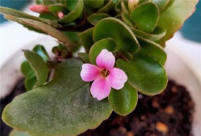 房子|什么样的房子算好户型?行家说:有这七点就直接出手吧!