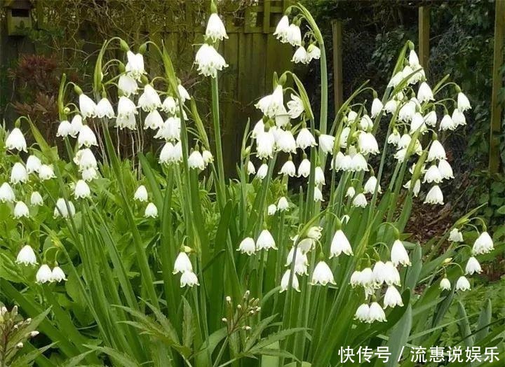 爆球|开在雪地里的花,零下20度冻不死,年年爆球一大堆!