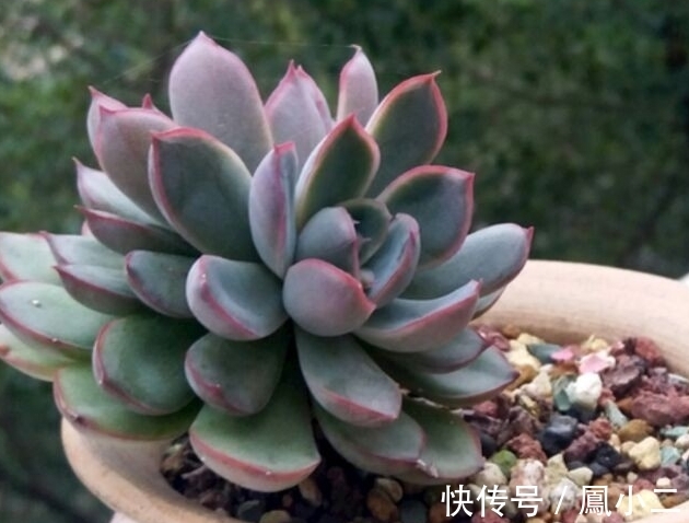 黑腐|天冷养多肉有7怕,做好7件事多肉不黑腐冻伤安全越冬