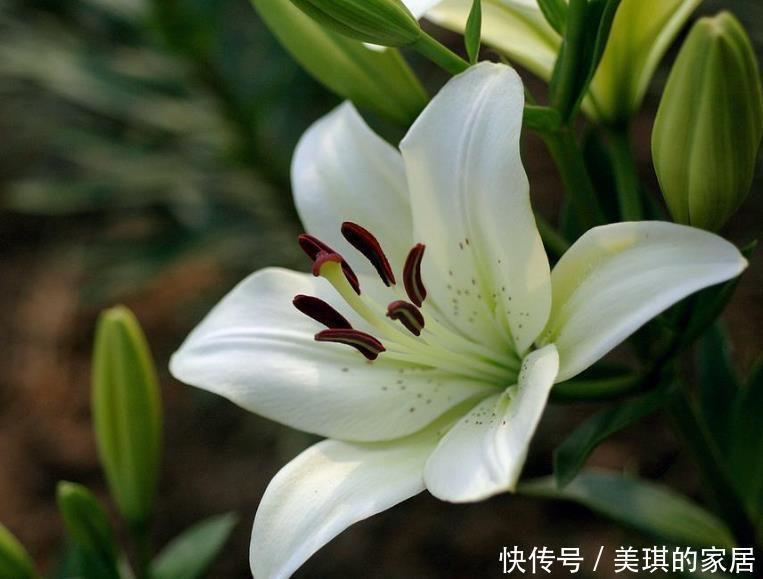 老人|7种适合老人养的花,好养观赏性强,寓意好谁都喜欢