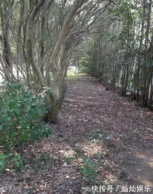 花土|2种土到处有,挖一点养花特别好,疏松透气肥力足,还不烂根!